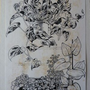Evadne Rowan