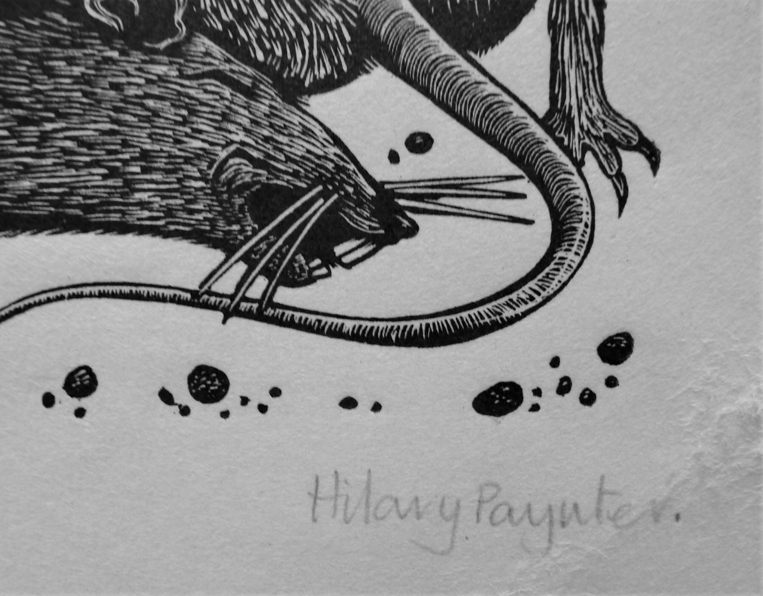 Hilary Paynter - Image 4