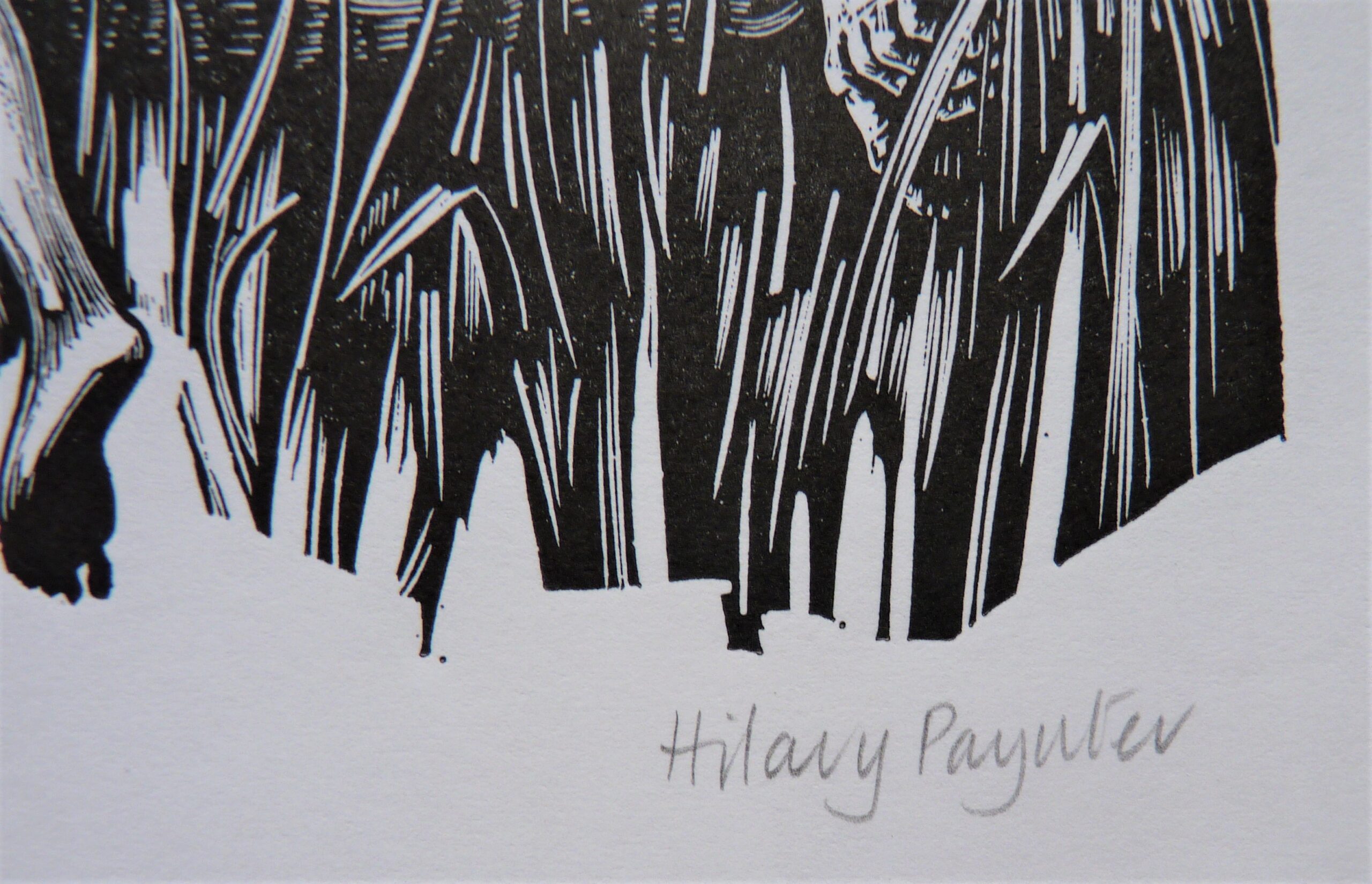 Hilary Paynter - Image 2
