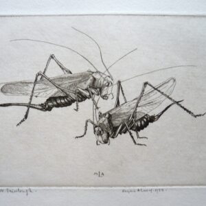 Marjorie Ashworth Lucas